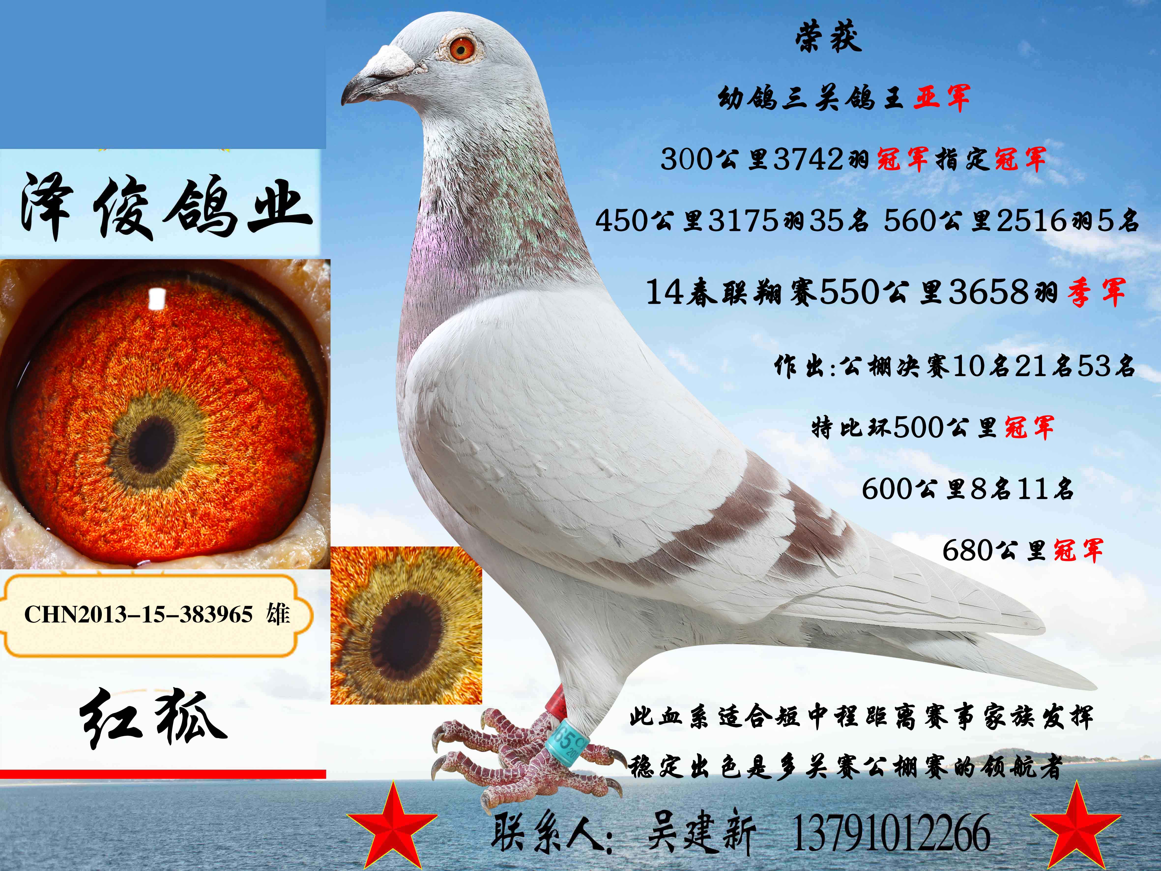 红狐3965-泽俊鸽业-中信网爱鸽商城