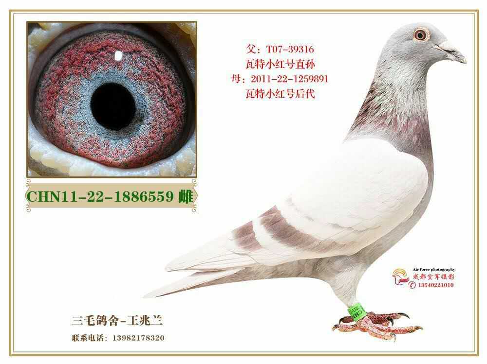 瓦特小红号