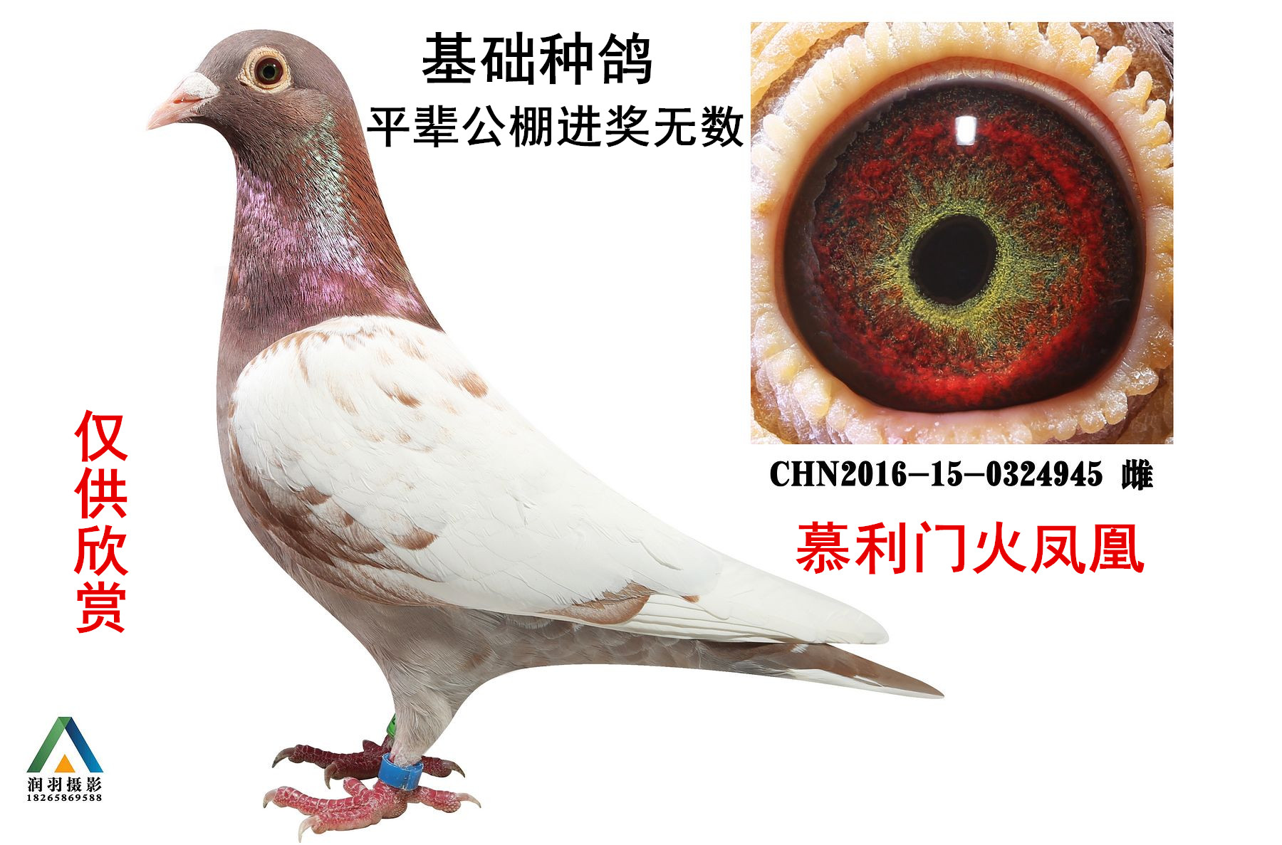 慕利門火鳳凰945