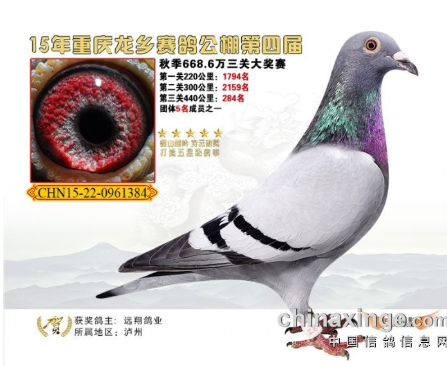 重庆龙乡公棚284名