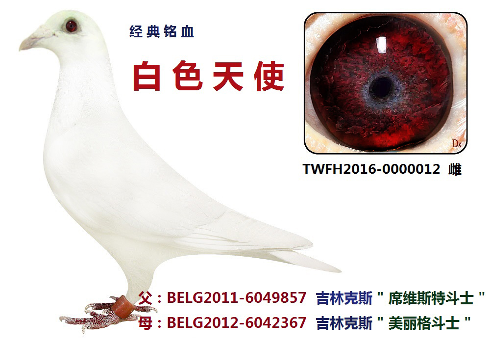 白色天使_台湾飞鸿集团_ ag188.com爱鸽商城_中国信鸽信息网