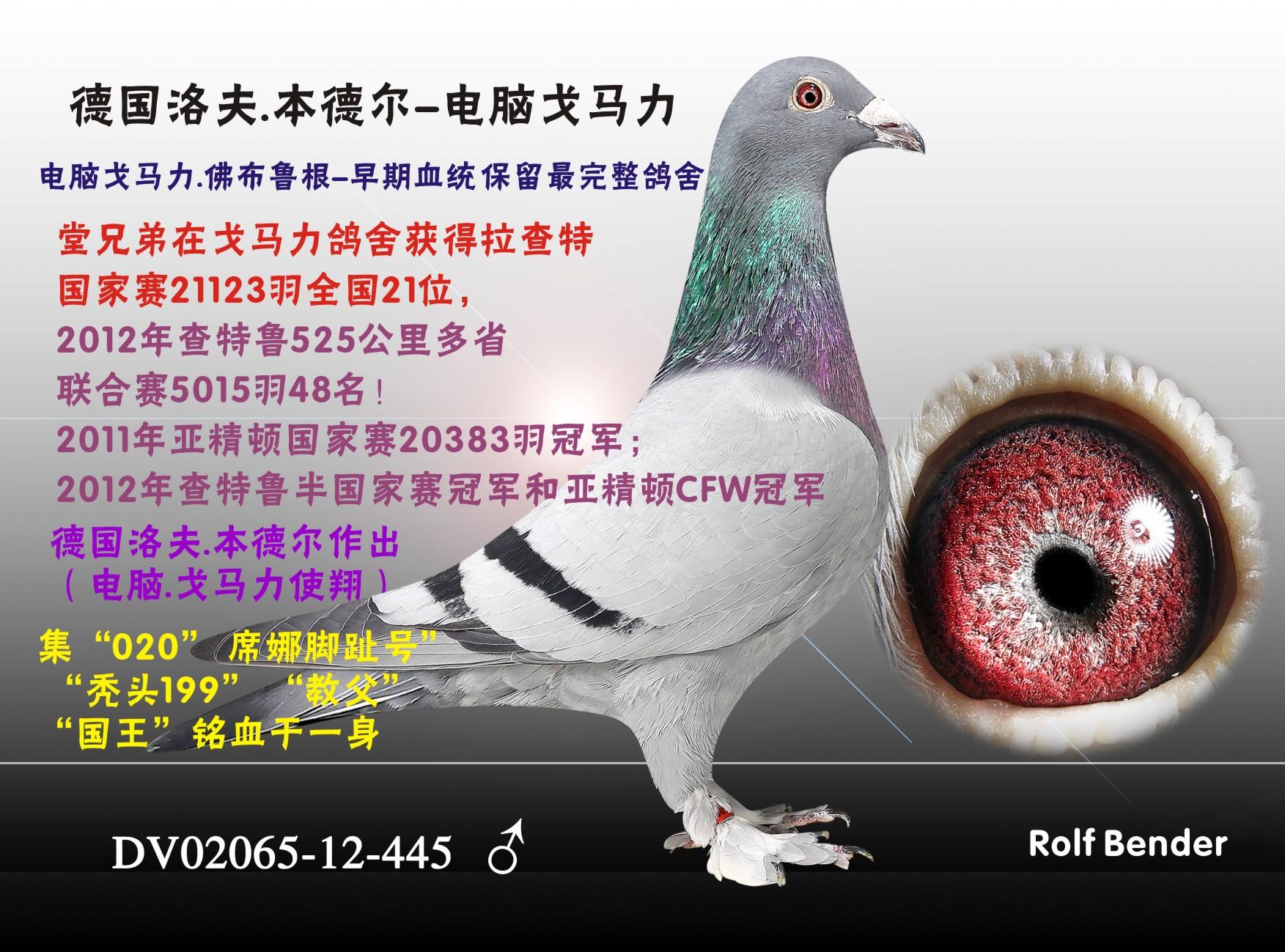 毛脚电脑