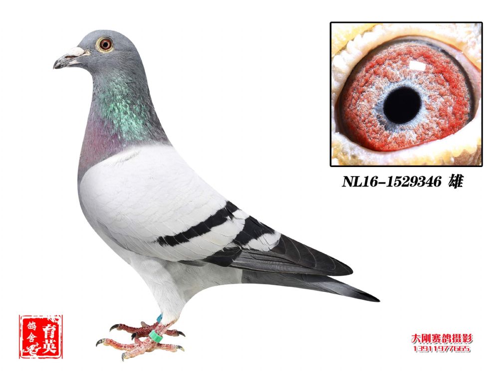 波西瓦346_北京育英鸽舍_ag188.com爱鸽商城_中国信鸽信息网