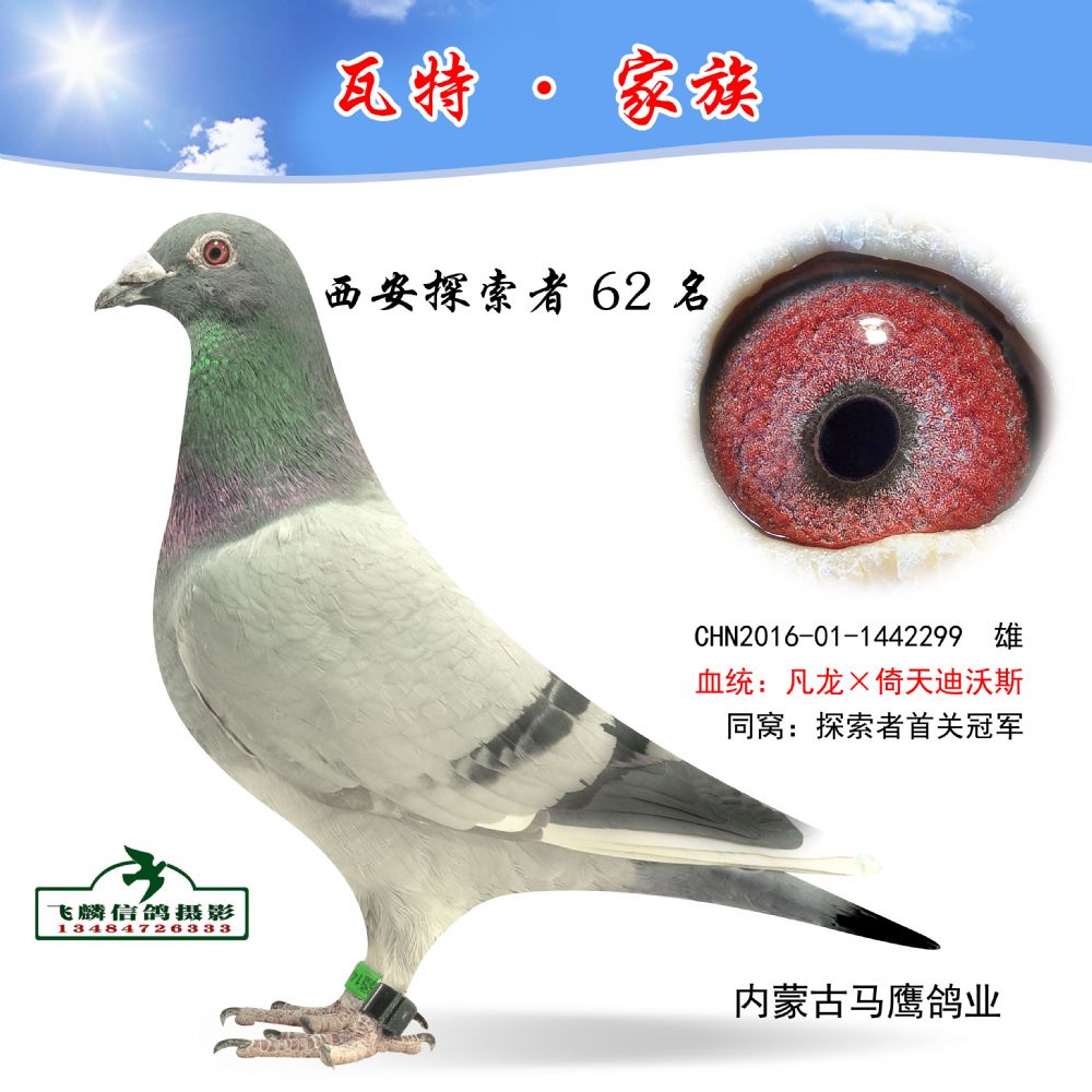 西安探索者62名_内蒙古马鹰鸽业_ ag188.com爱鸽商城_中国信鸽信息网