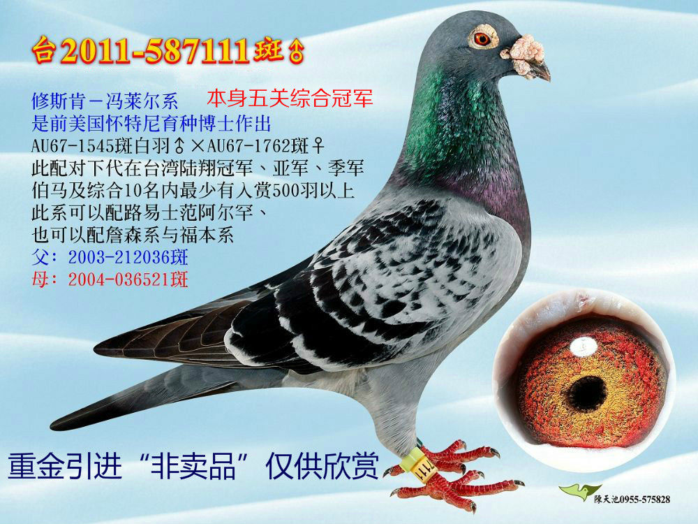 修斯肯 冯莱尔_济南和意鸽舍_ ag188.com爱鸽商城_中国信鸽信息网