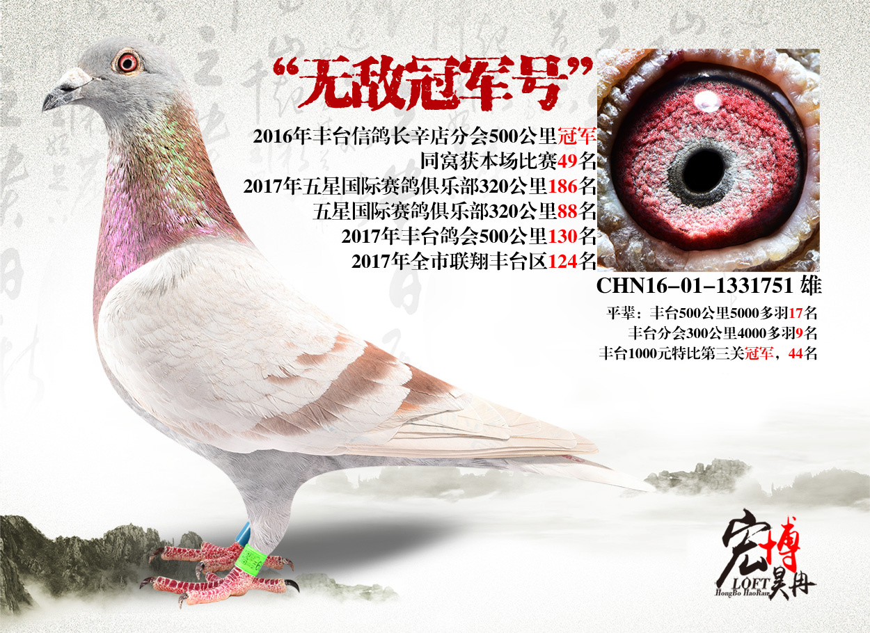 无敌冠军号_北京宏博鸽业-李猛_ ag188.com爱鸽商城_中信网