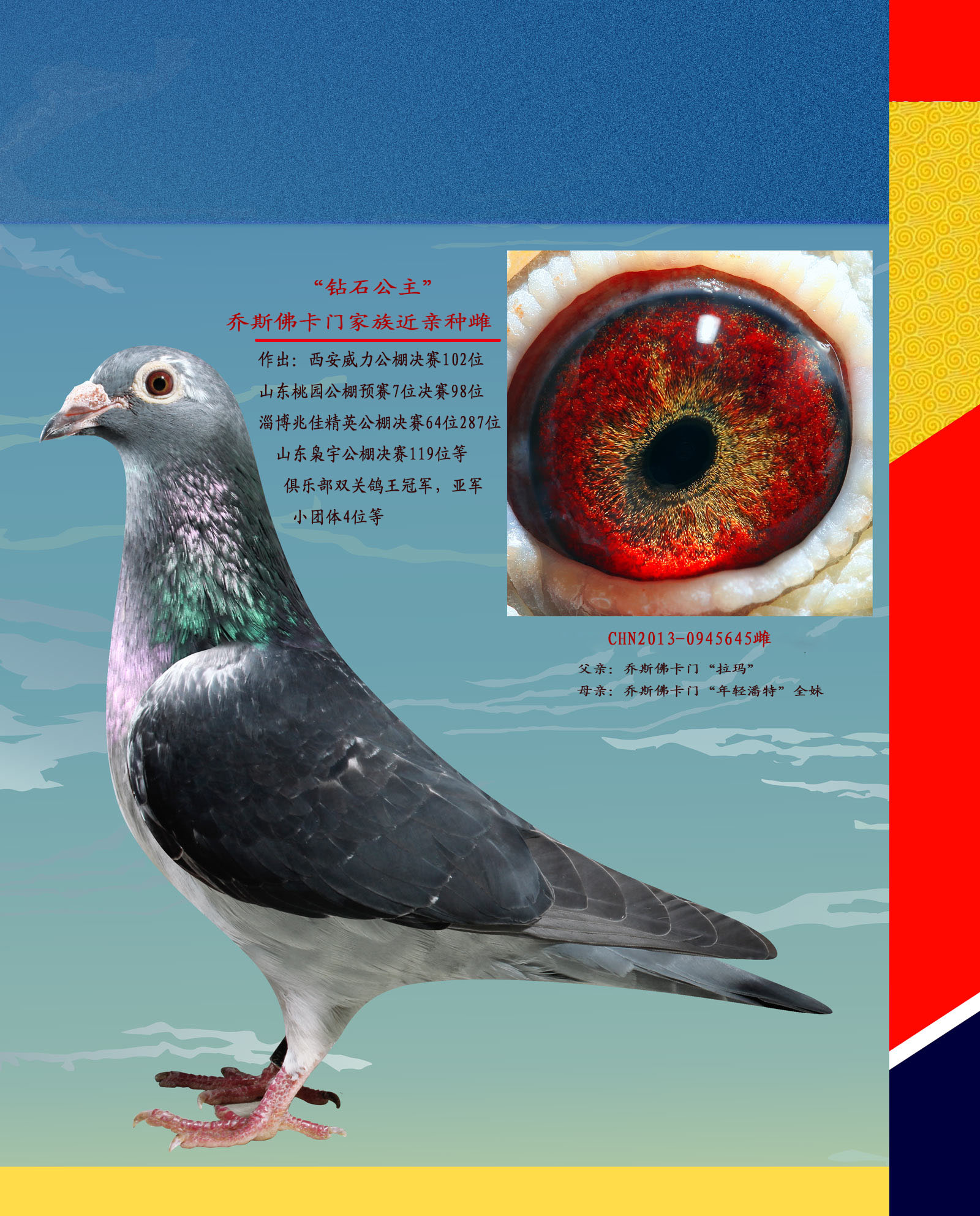 乔司佛卡门_恒达信鸽育种联盟_ ag188.com爱鸽商城_中国信鸽信息网