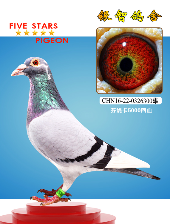 重度回血_银智鸽舍_ag188.com爱鸽商城_中国信鸽信息网