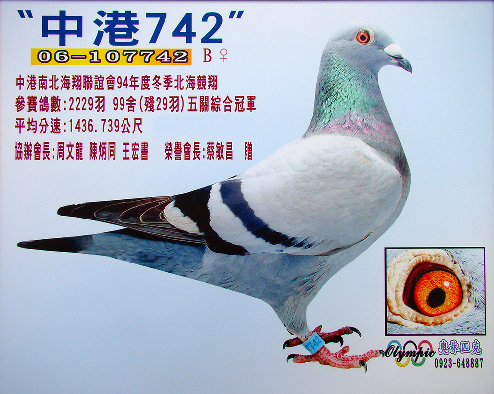 细川势山742_台湾飞事达竞翔集团_ ag188.com爱鸽商城_中国信鸽信息网