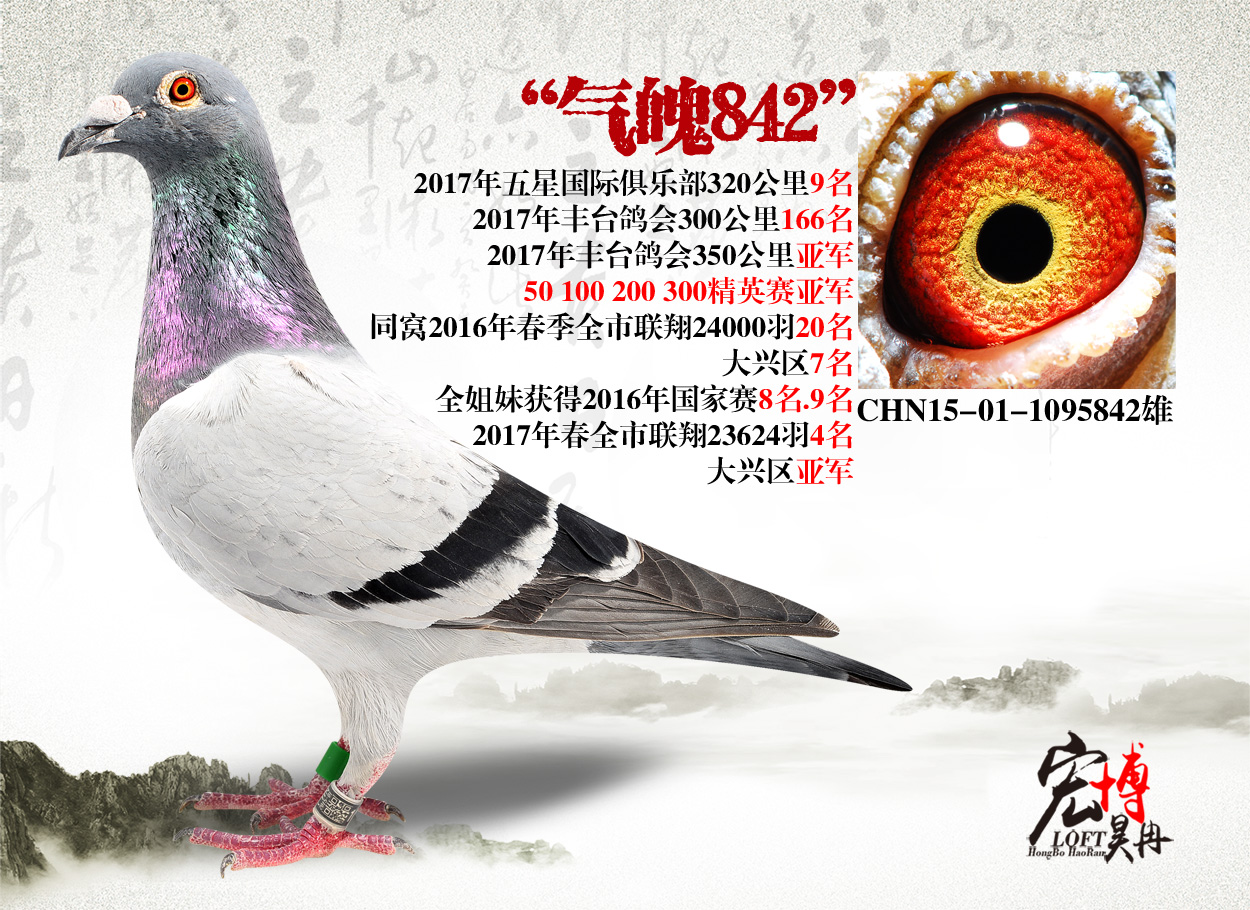 气魄842_北京宏博鸽业-李猛_ ag188.com爱鸽商城_中国信鸽信息网