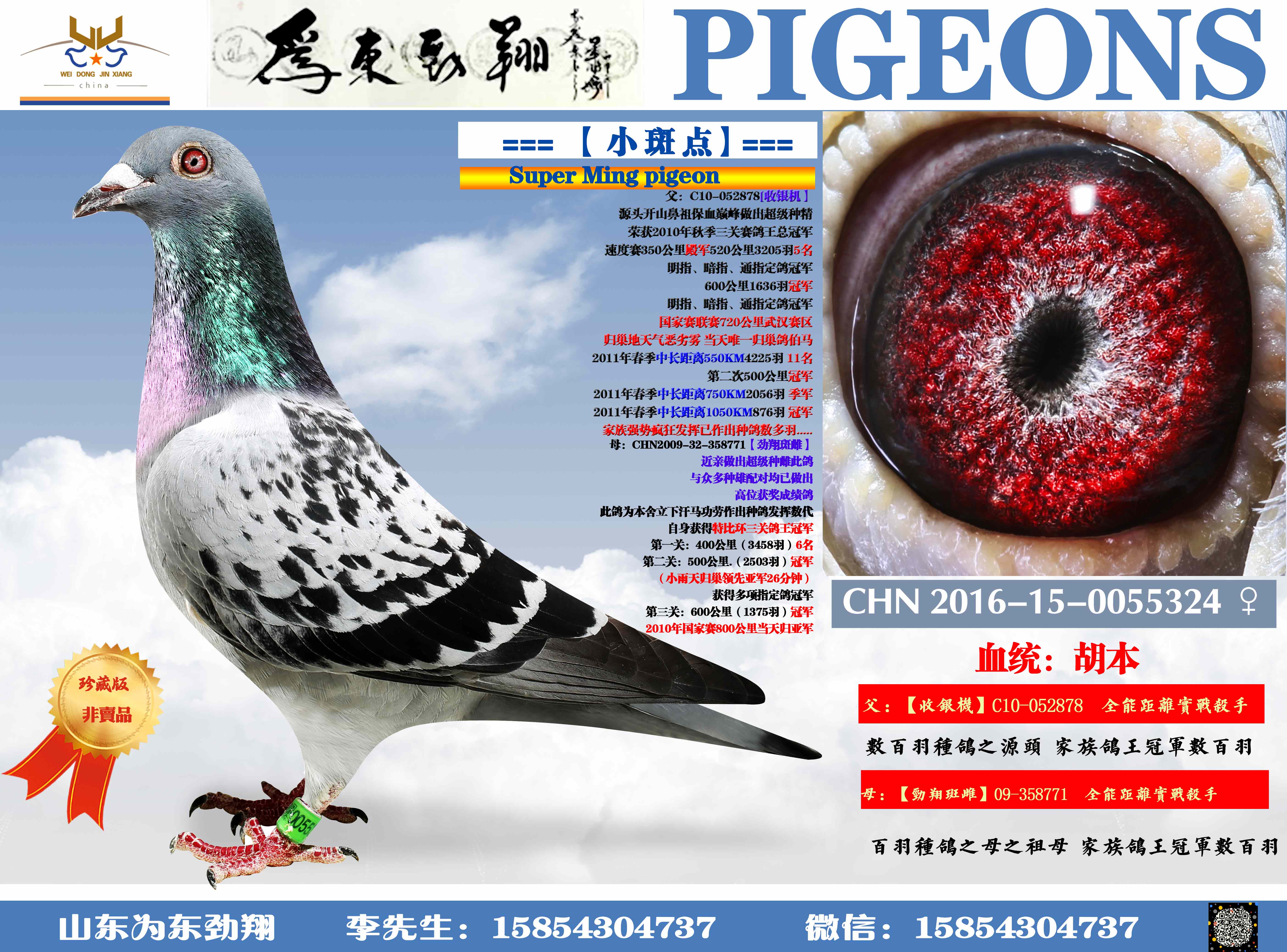 信鸽特征
