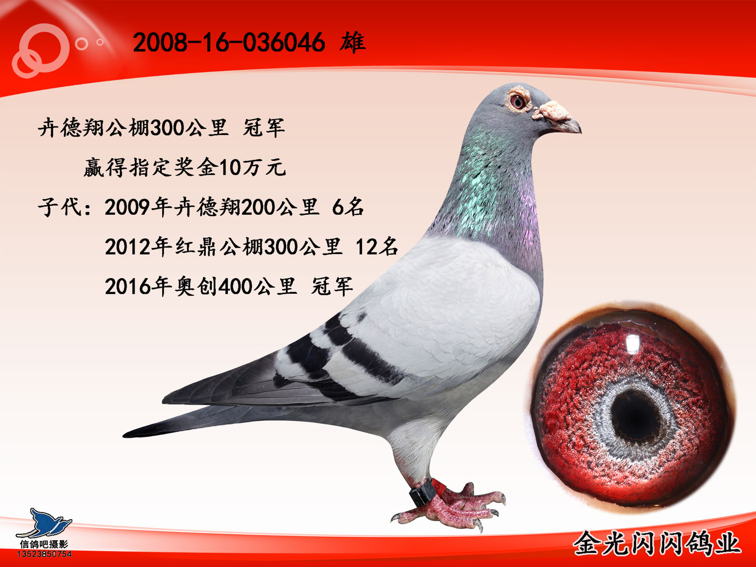 300公里冠軍_金光閃閃鴿業_ag188.com愛鴿商城_中國信鴿信息網