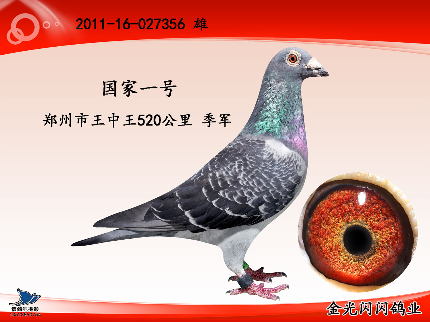 com爱鸽商城_中国信鸽信息网