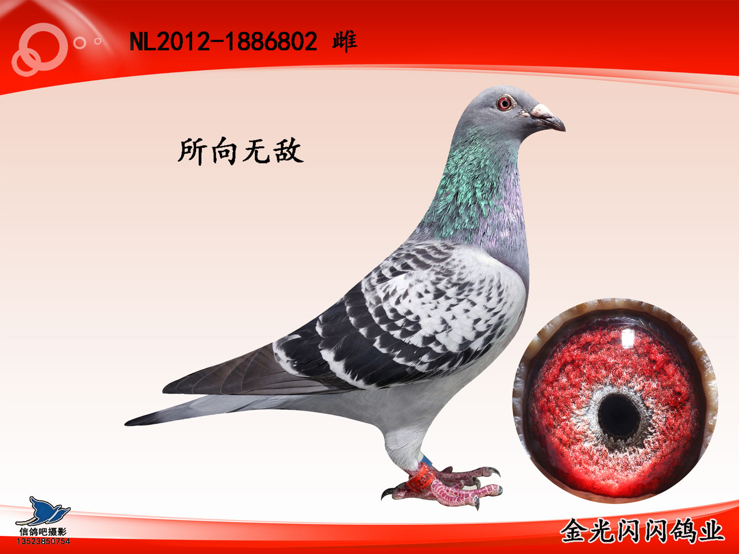 所向无敌_金光闪闪鸽业_ag188.com爱鸽商城_中国信鸽信息网