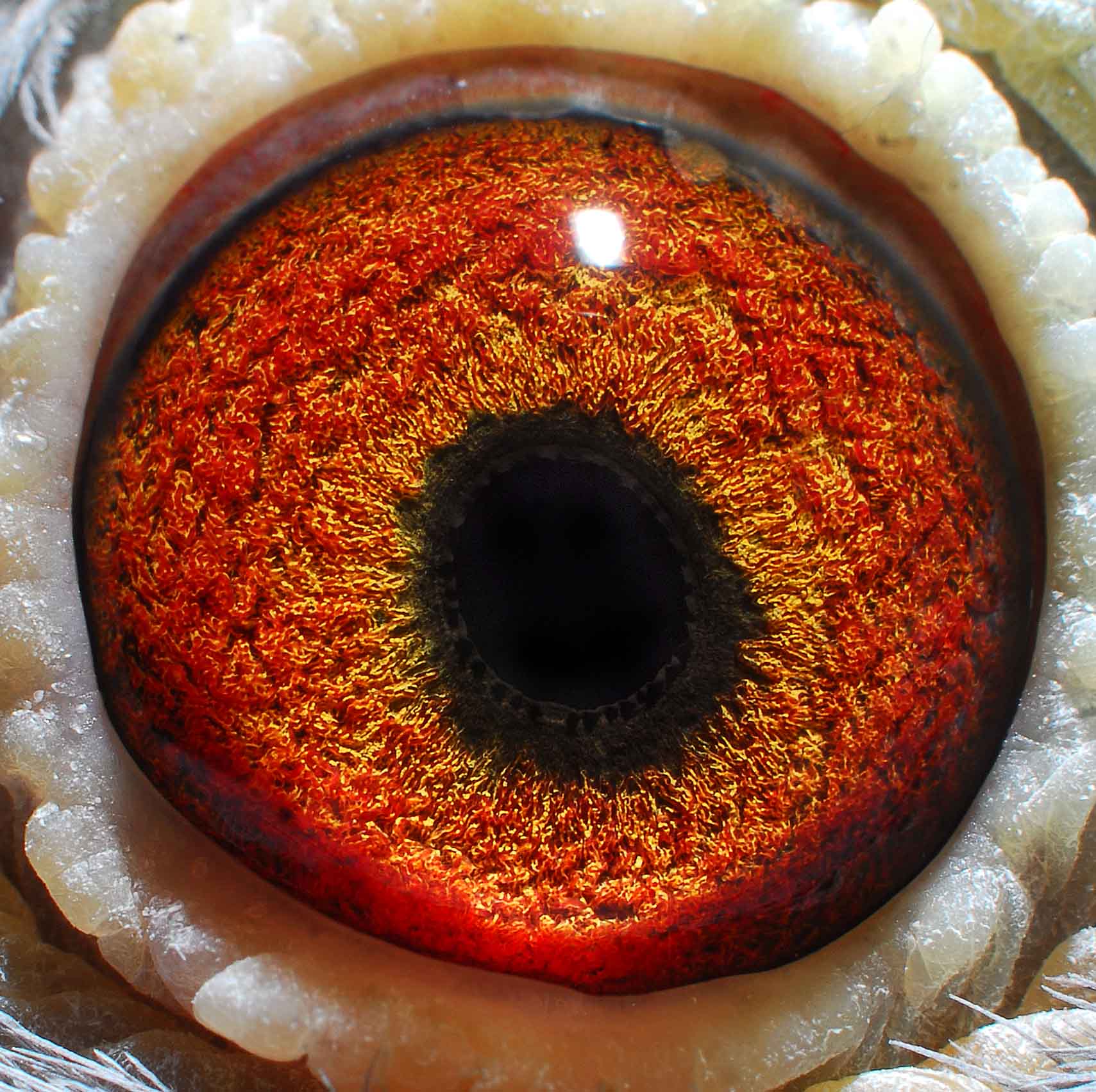 汇龙公棚36名_中华摄影伟强鸽舍-中信网爱鸽商城