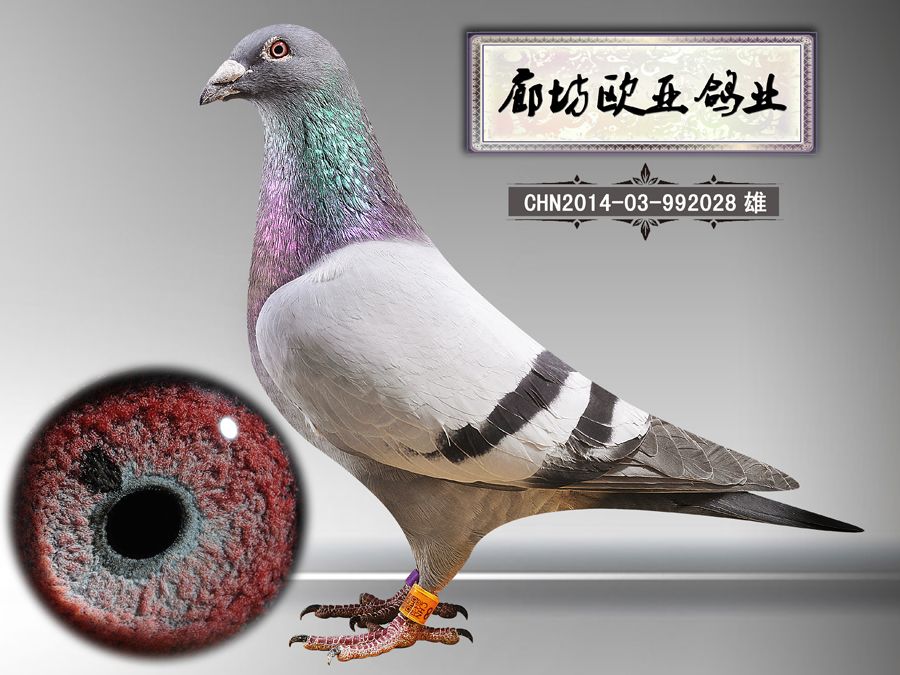 贝克詹森_廊坊欧亚鸽业_ ag188.com爱鸽商城_中国信鸽信息网