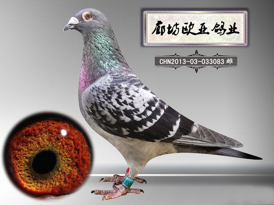 桑杰士_廊坊欧亚鸽业_ ag188.com爱鸽商城_中国信鸽信息网