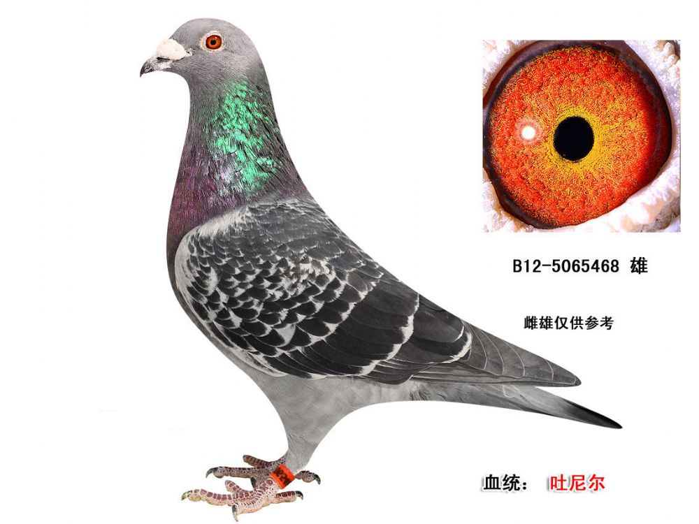 吐尼尔_蓝天信鸽传媒_ ag188.com爱鸽商城_中国信鸽信息网