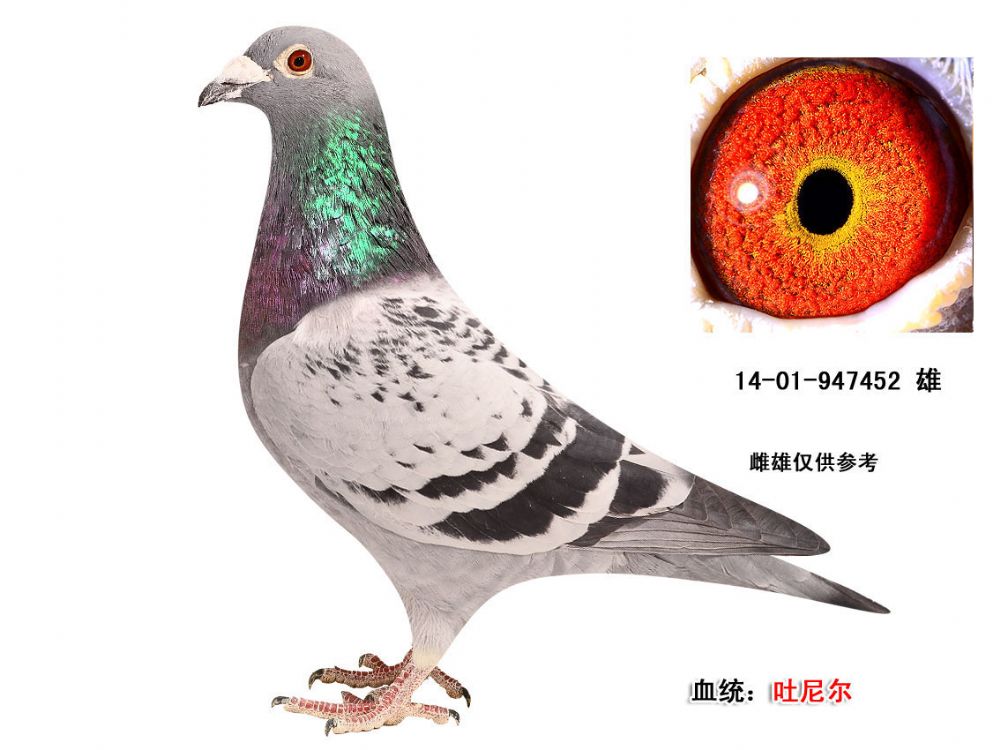 吐尼尔-蓝天信鸽传媒-中信网爱鸽商城