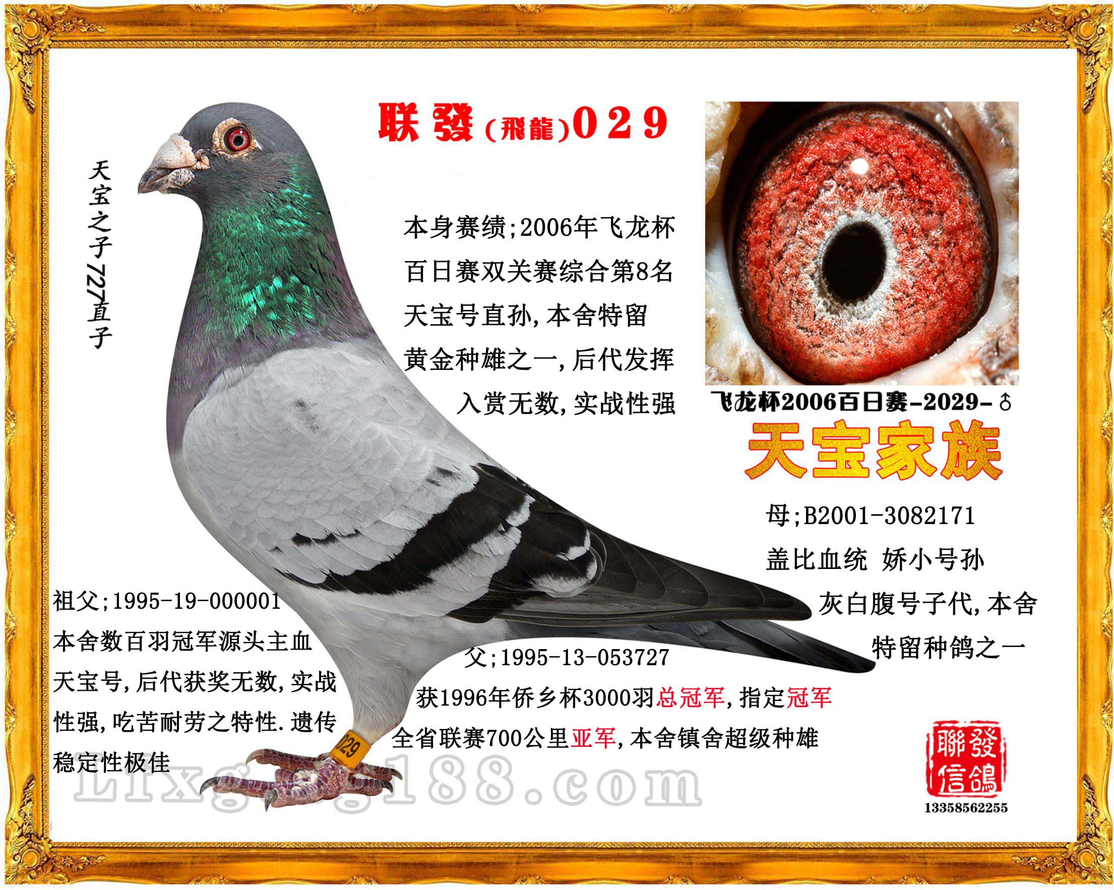 联发8名-联发信鸽-中信网爱鸽商城