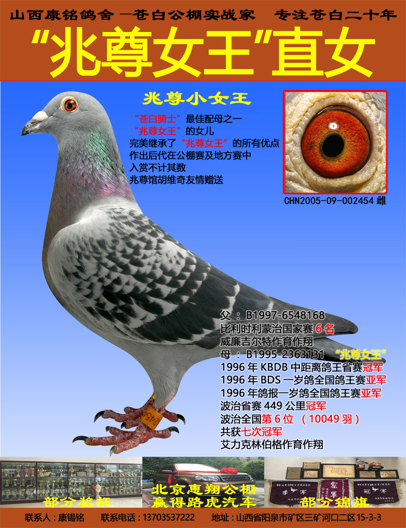"兆尊女王"直女"兆尊小女王"_山西康铭鸽舍_ ag188.