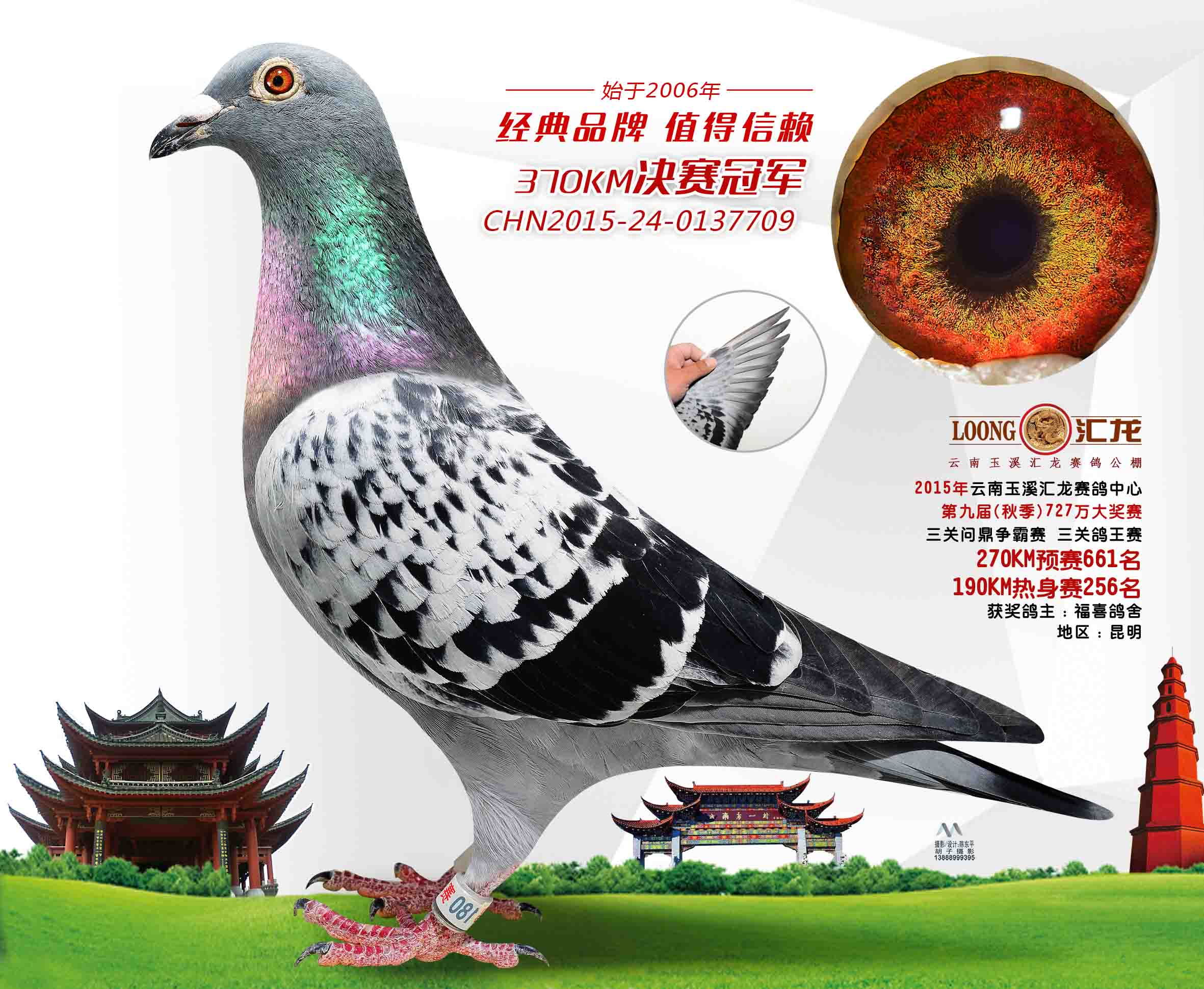 汇龙冠军_元一鸽业_ ag188.com爱鸽商城_中国信鸽信息网