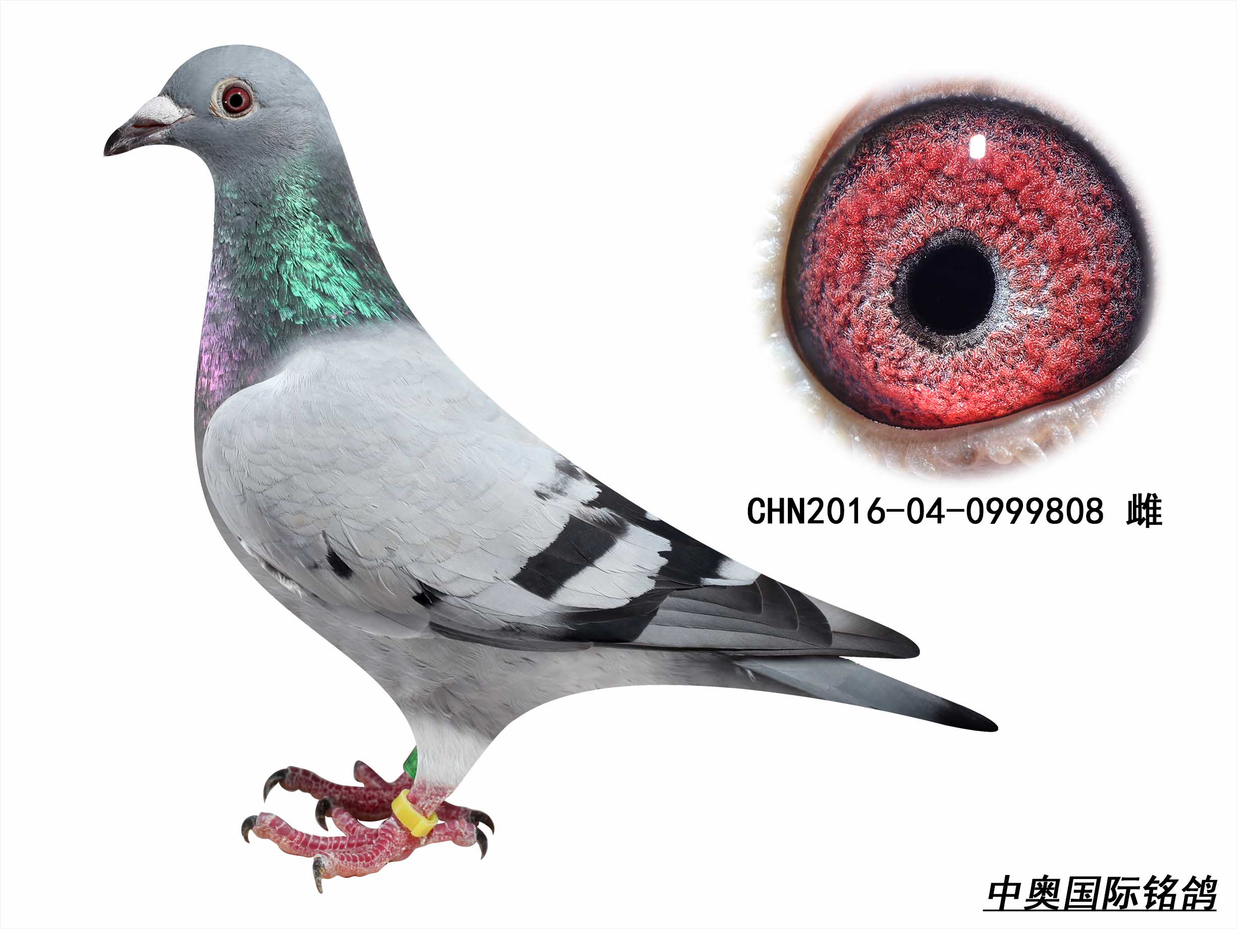 波西瓦2016年子代鸽-0999808