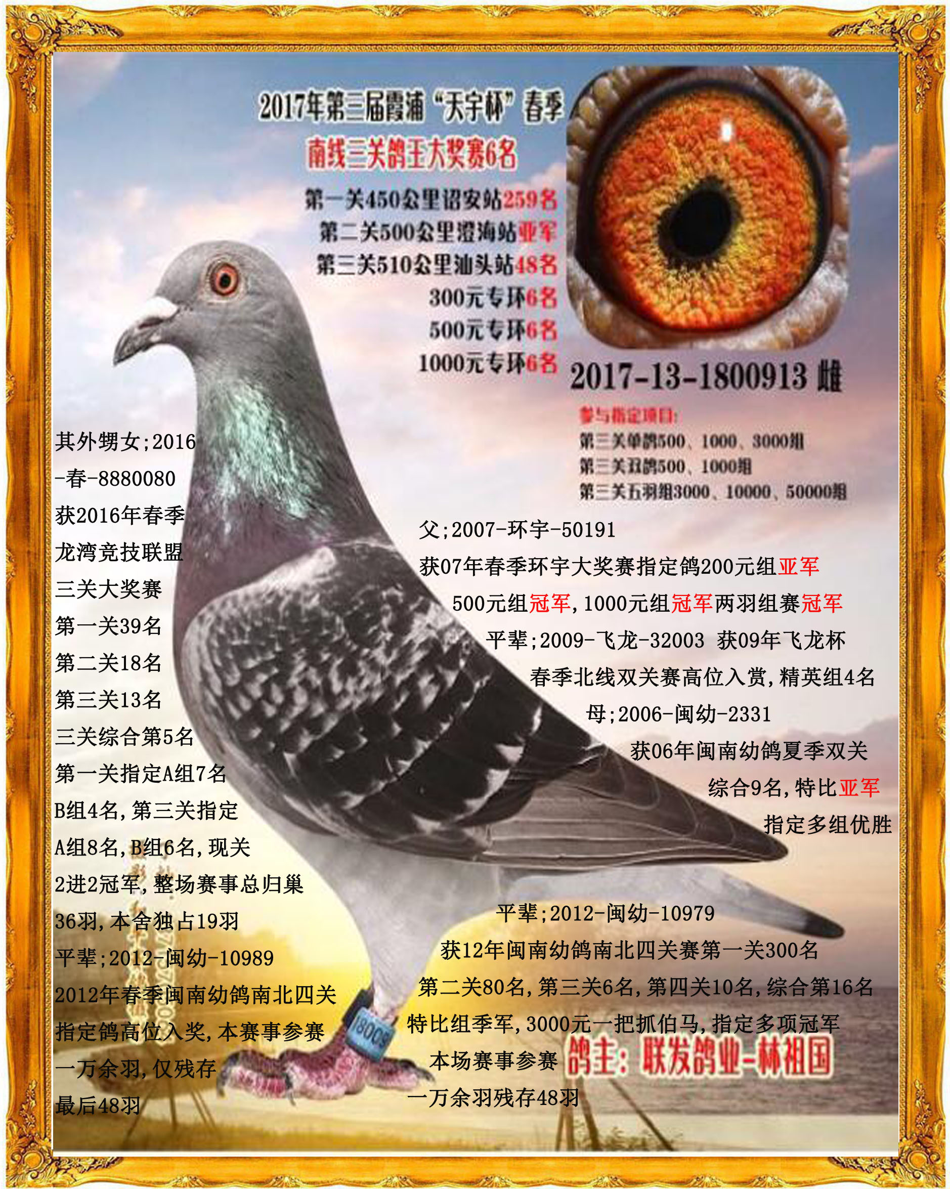 联发913-联发信鸽-中信网爱鸽商城