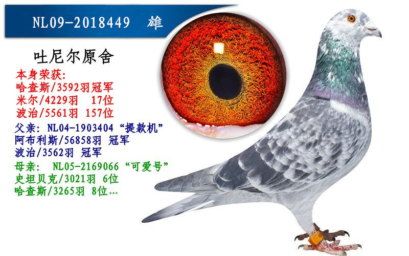 吐尼尔原舍-烟郓赛鸽中心-中信网爱鸽商城