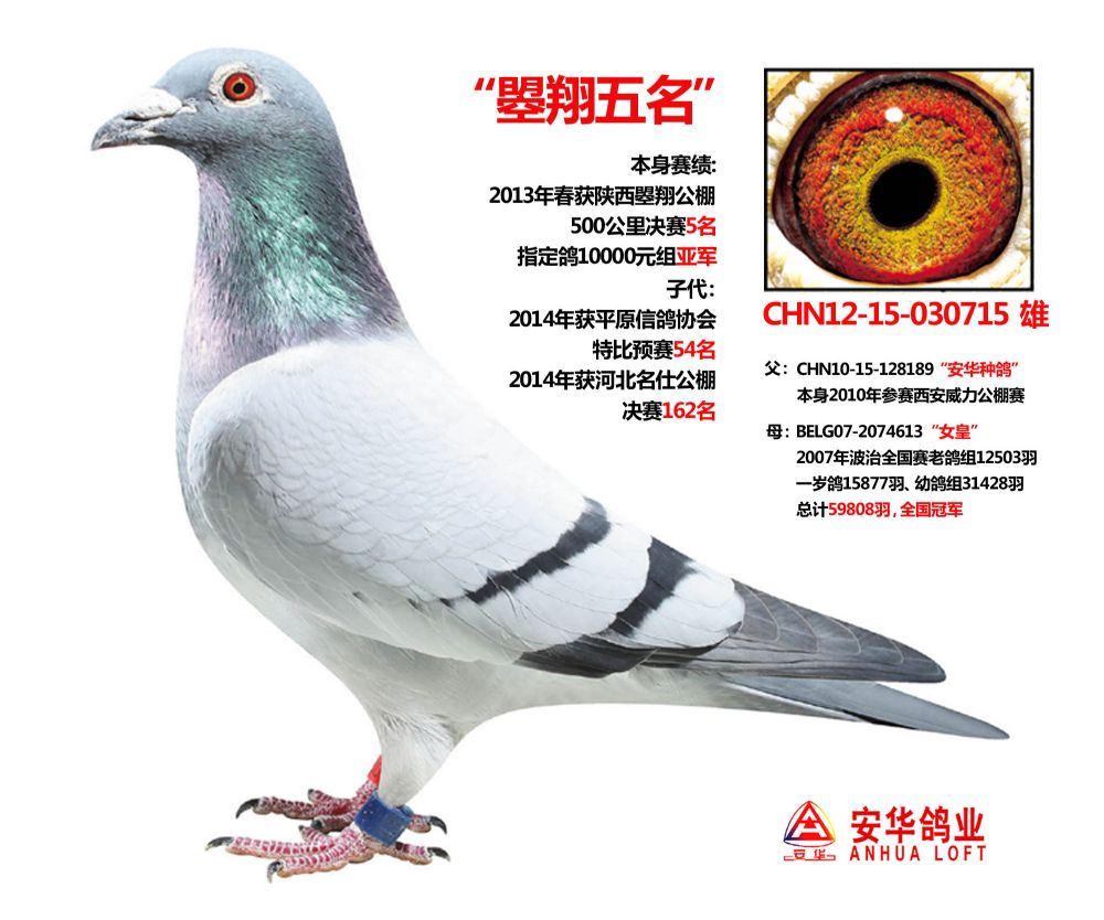 "曌翔五名"_山东安华鸽业_ ag188.com爱鸽商城_中国信鸽信息网