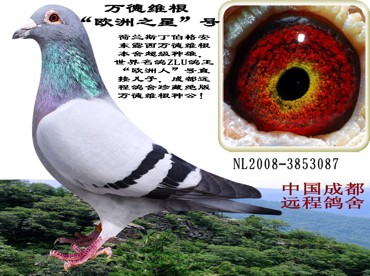 万德维根"欧洲之星"配对组合_中国成都远程鸽舍-中信网爱鸽商城