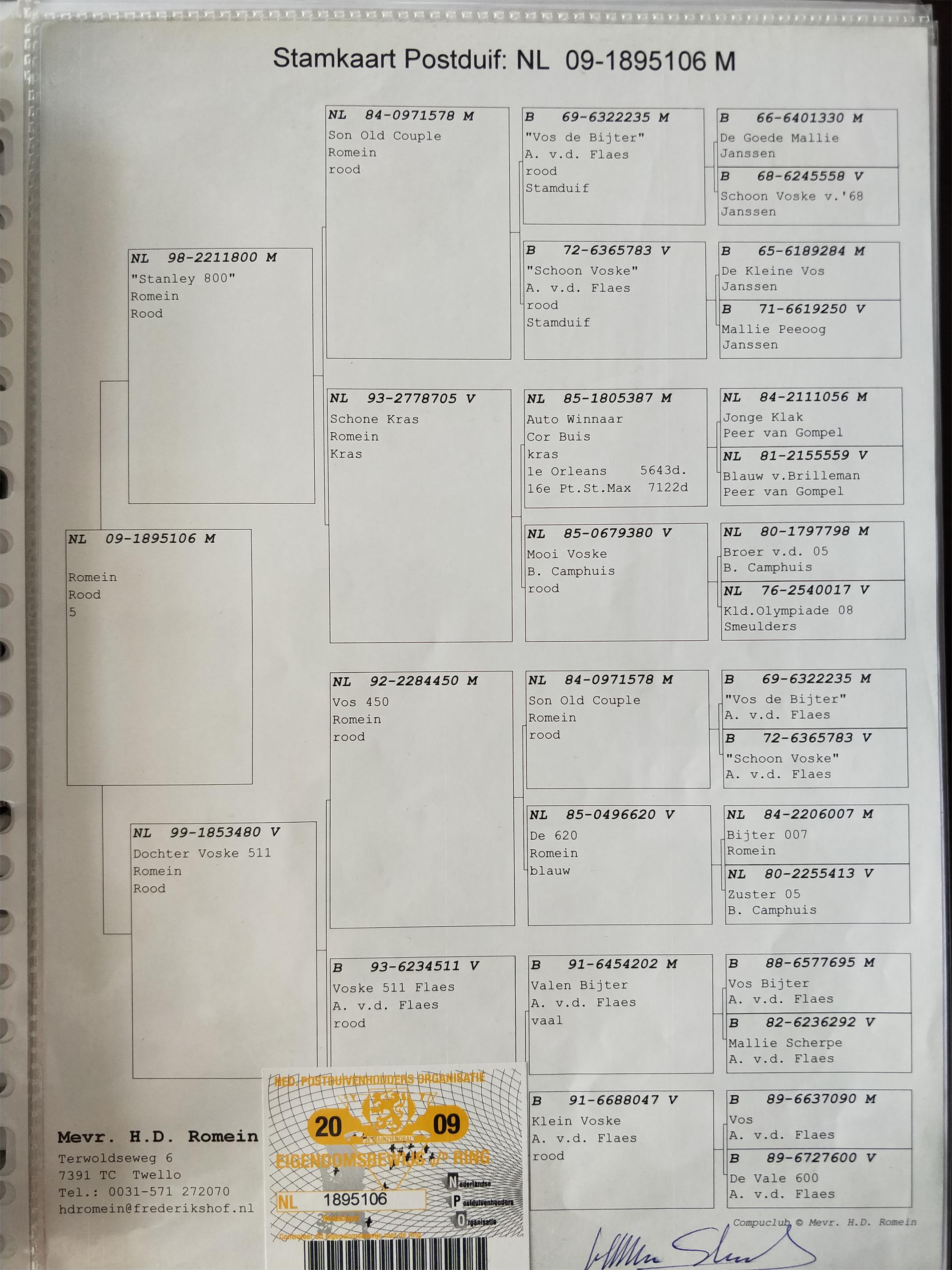 红蝴蝶战斗机信鸽图片