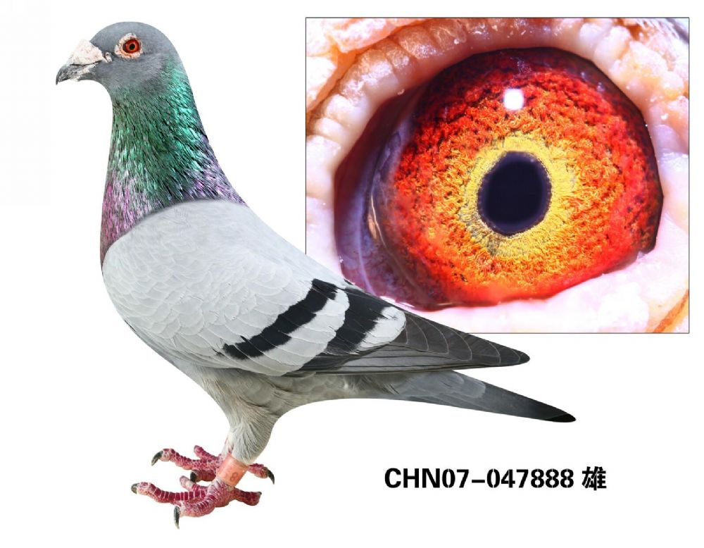 天一电脑戈马力血系