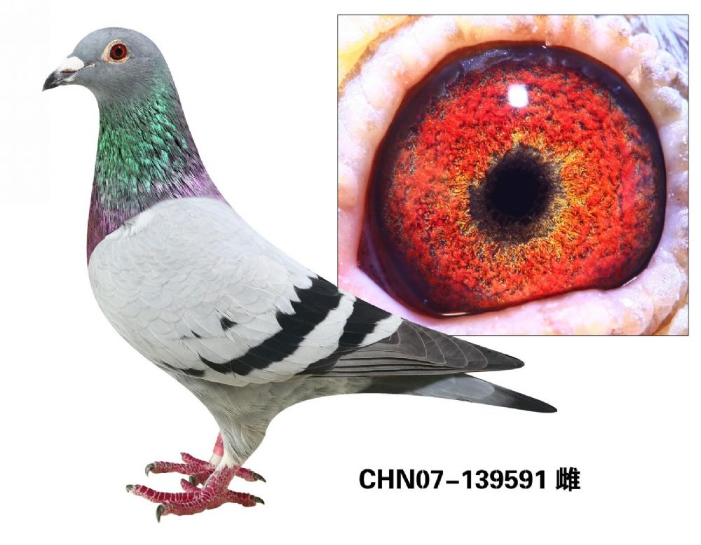 兆尊滚桶血系
