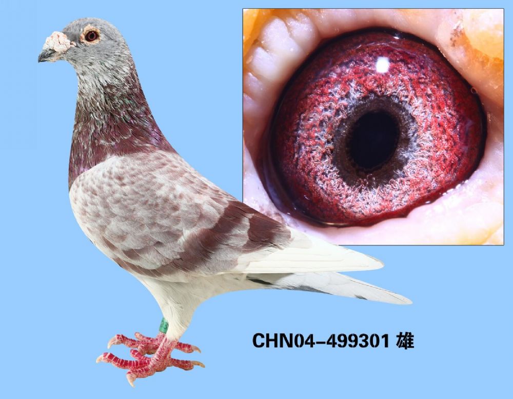 红眼皮信鸽血统图片图片