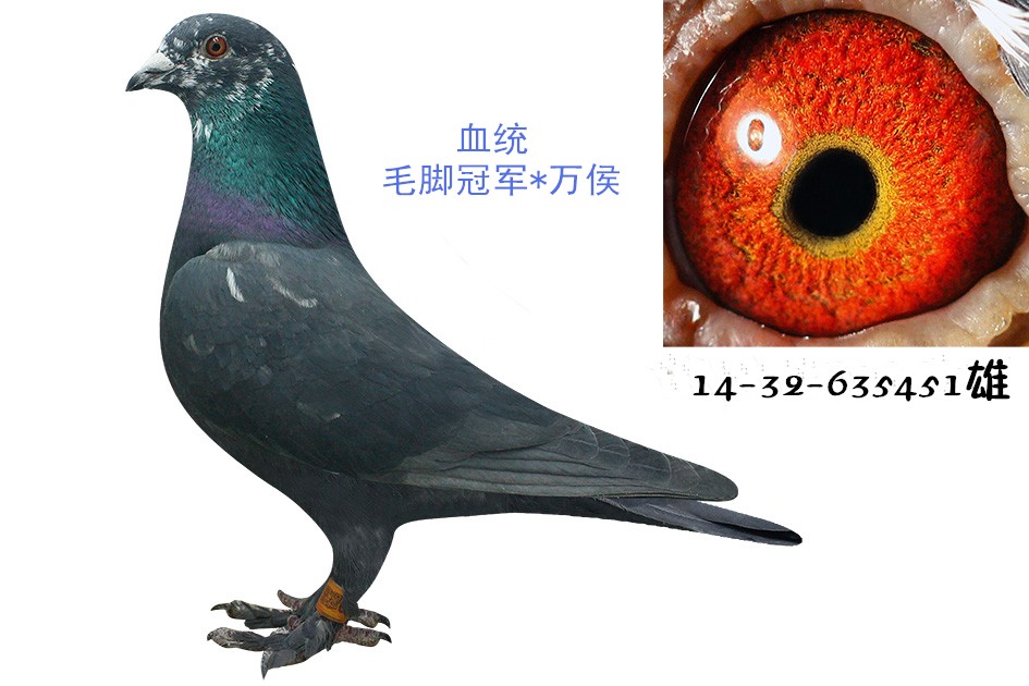 毛脚451-哈尔滨平房赛鸽俱乐部-中信网爱鸽商城