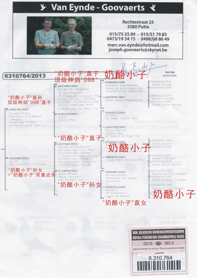 奶酪小子"双重近亲