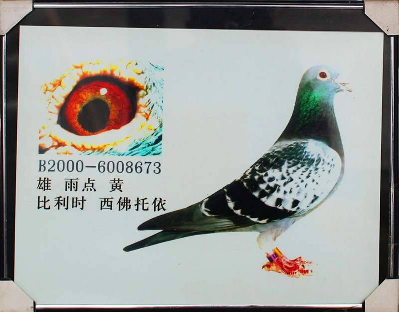 阳光西佛托依直系