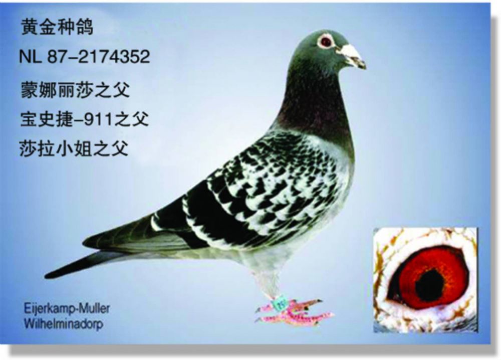 三羽鸽王之父_维姆穆勒中国代理-中信网爱鸽商城