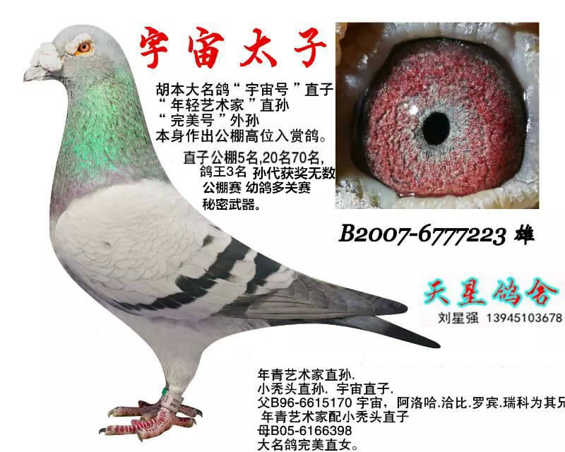 胡本大名宇宙号x胡本大名多拉多