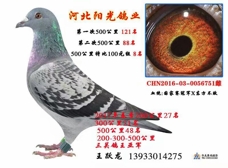 东方不败_河北阳光鸽业王跃龙_ ag188.com爱鸽商城_中国信鸽信息网