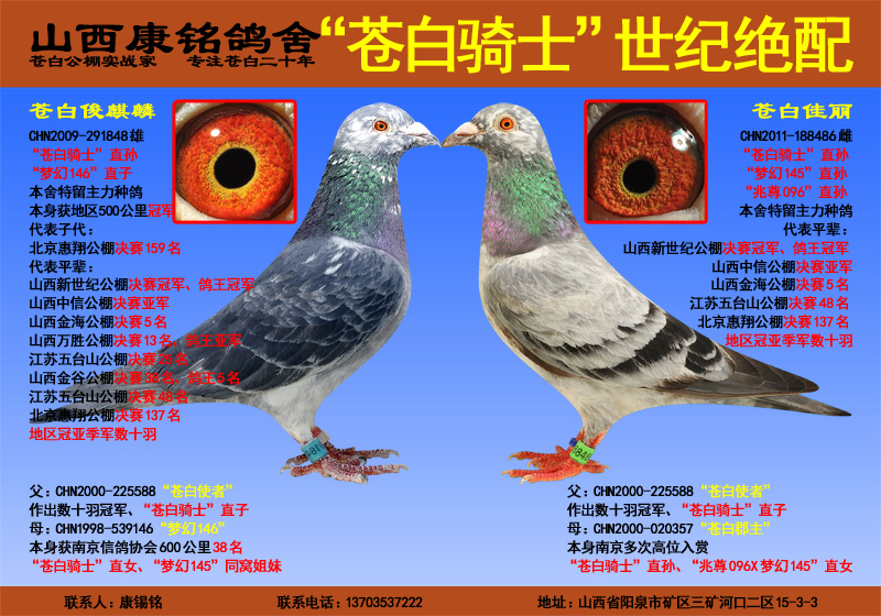 "苍白骑士"世纪绝配(七)_山西康铭鸽舍-中信网爱鸽商城