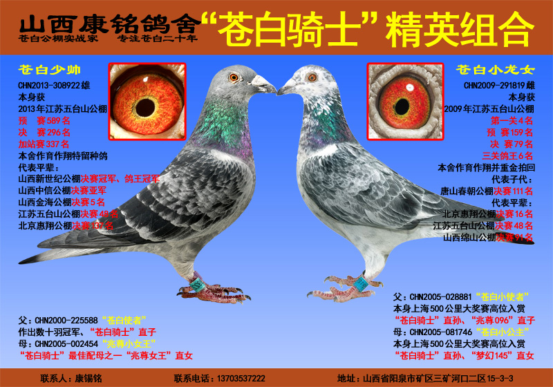 "苍白骑士"精英组合(七)_山西康铭鸽舍-中信网爱鸽商城