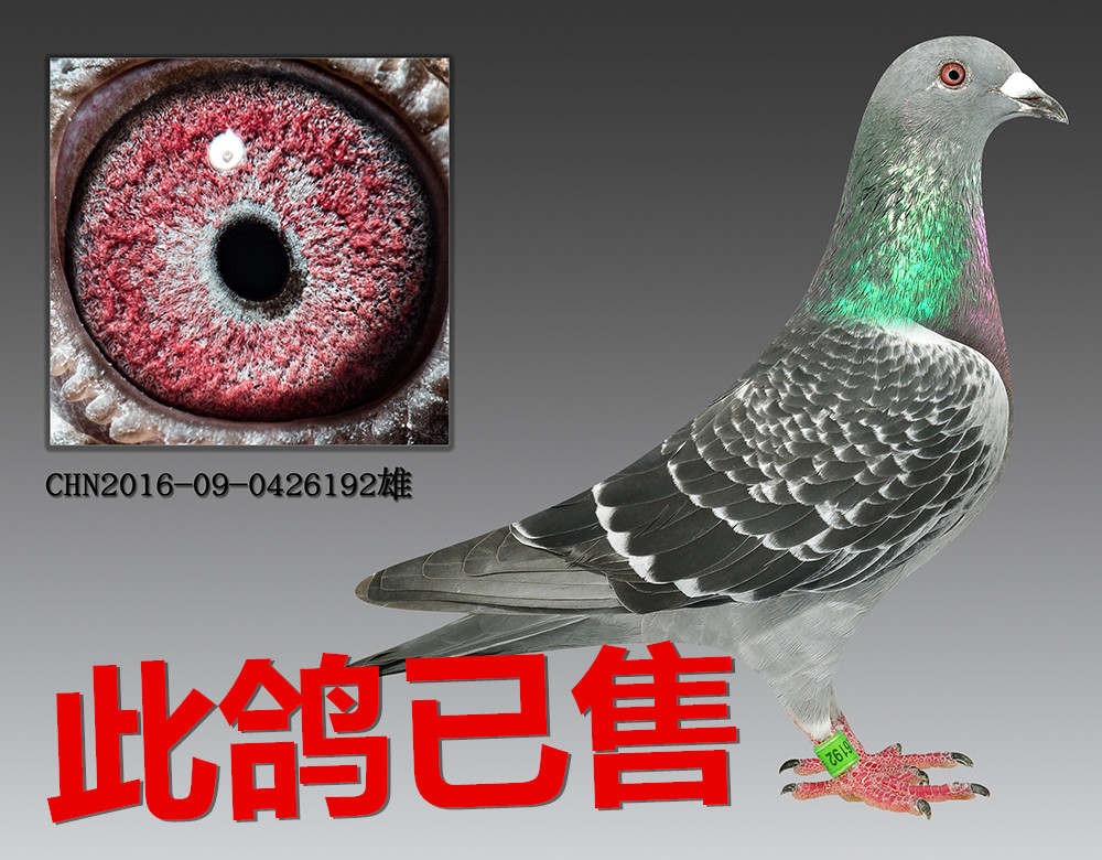 "独行侠"直子