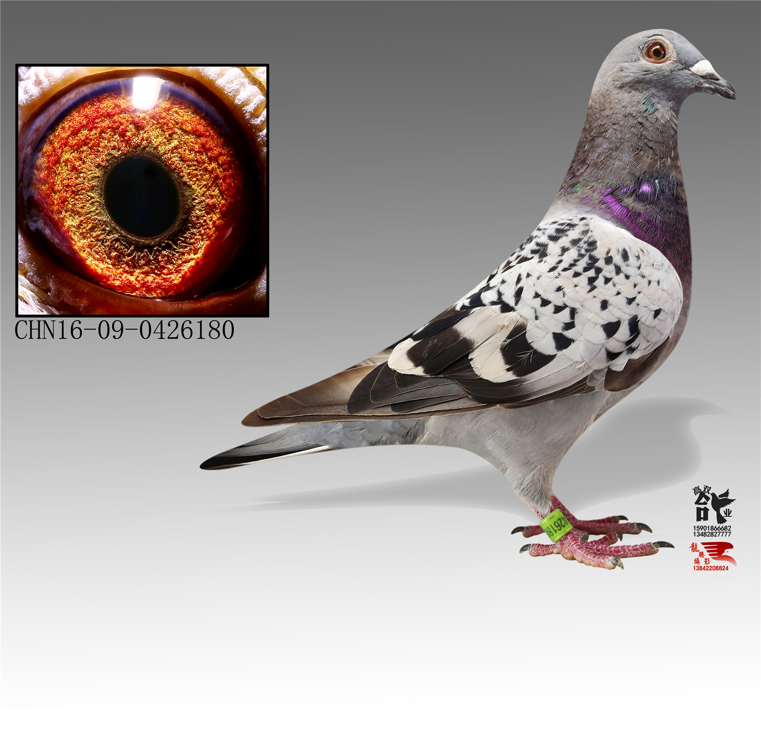 com爱鸽商城_中国信鸽信息网