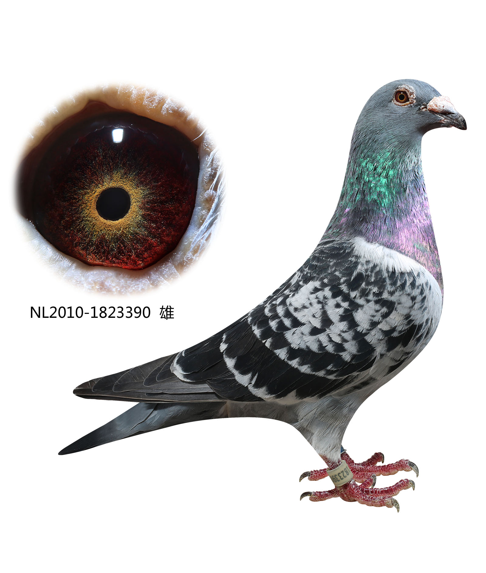 米歇尔贝克多利原舍_华夏赛鸽铭血基地_ ag188.