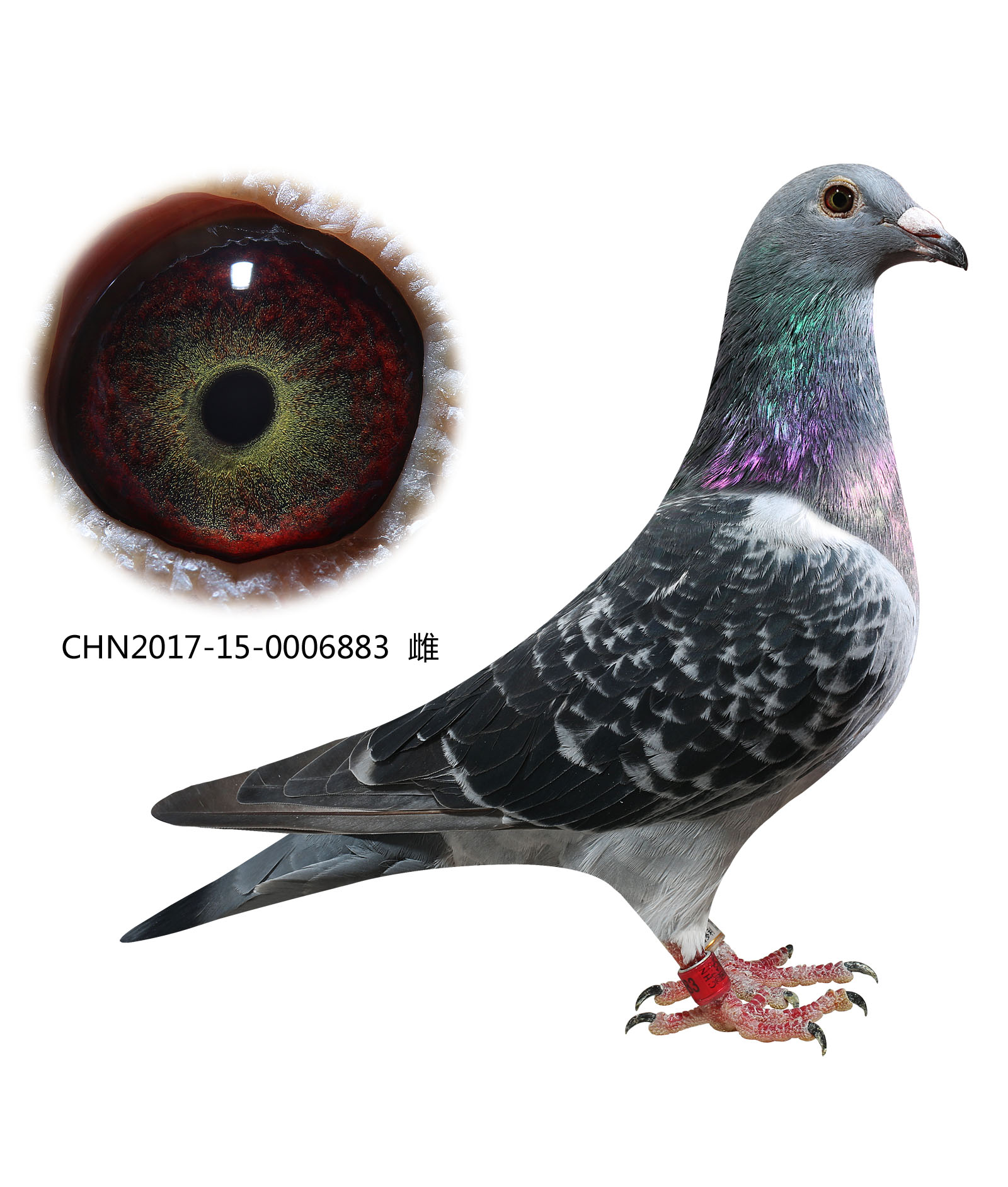 米歇尔.贝克原舍纯血883_华夏赛鸽铭血基地_ ag188.