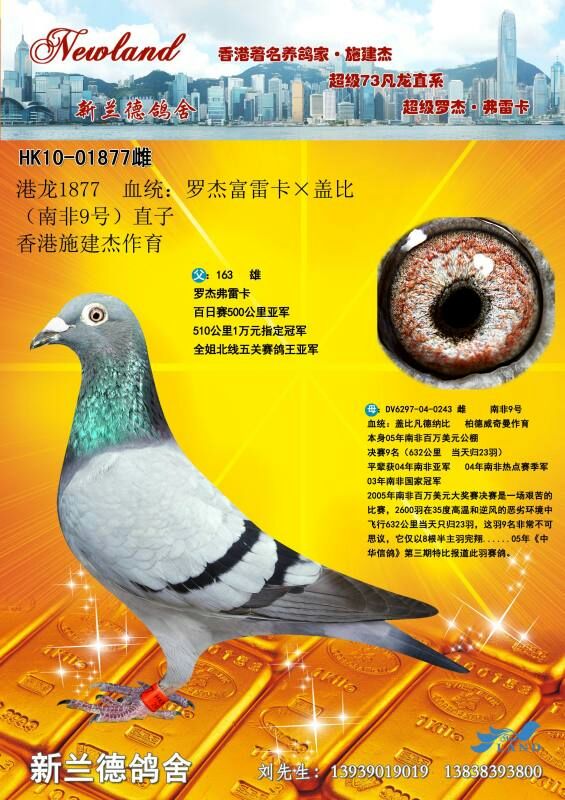 罗杰弗雷卡×盖比