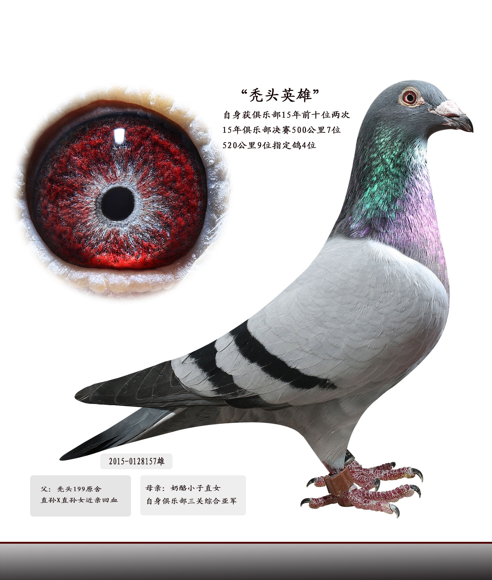 秃头英雄_华夏赛鸽铭血基地_ ag188.com爱鸽商城_中国信鸽信息网
