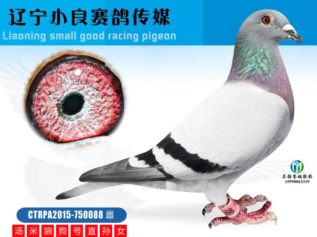 台湾明月集团狼狗号直孙女